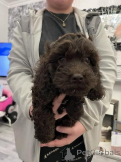 Photo №2 de l'annonce № 159985 de la vente cocker américain - acheter à Lituanie annonce privée