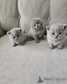 Photo №4. Je vais vendre british shorthair en ville de Berlin. annonce privée, de l'abri - prix - 550€