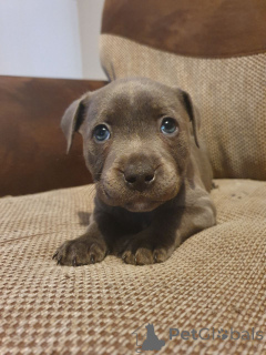 Photo №1. staffordshire bull terrier - à vendre en ville de Juron | 1250€ | Annonce №167522