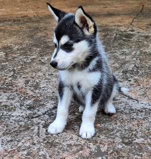 Photo №1. husky de sibérie - à vendre en ville de Georgetown | 581€ | Annonce №157355