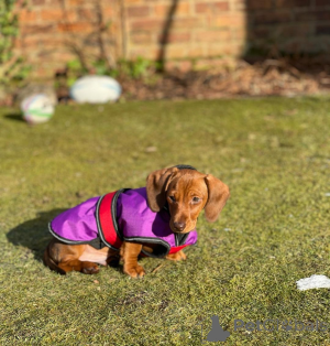 Photo №1.  - à vendre en ville de Dunedin | Gratuit | Annonce №163556