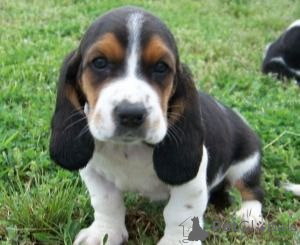 Photo №1. basset hound - à vendre en ville de Düsseldorf | négocié | Annonce №175286