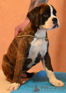 Photo №3. Chiots Boxer. Biélorussie