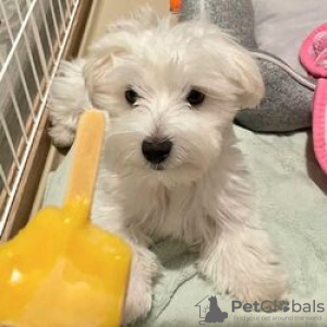 Photo №1. bichon maltais - à vendre en ville de Berlin | négocié | Annonce №115860