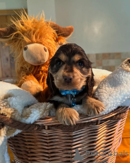 Photo №1. cocker spaniel anglais - à vendre en ville de Glubostrand | négocié | Annonce №160768