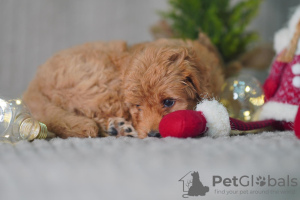 Photo №2 de l'annonce № 33114 de la vente maltipu - acheter à Estonie éleveur