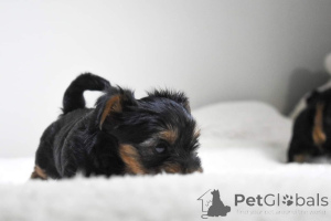 Photo №4. Je vais vendre yorkshire terrier en ville de Barcelone. annonce privée - prix - 450€