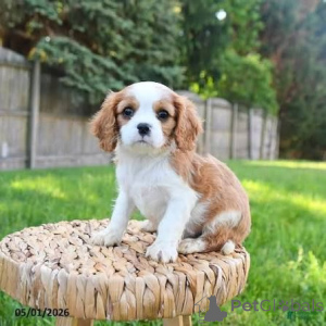 Photo №1. cavalier king charles spaniel - à vendre en ville de Vilnius | négocié | Annonce №178904