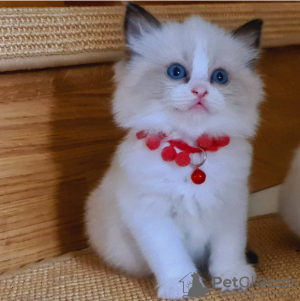 Photo №1. ragdoll - à vendre en ville de Stockholm | négocié | Annonce № 96285