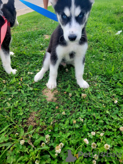 Photos supplémentaires: Chiots Malamute d'Alaska