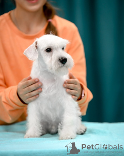 Photo №1. schnauzer miniature - à vendre en ville de Molodechno | 857€ | Annonce №121772