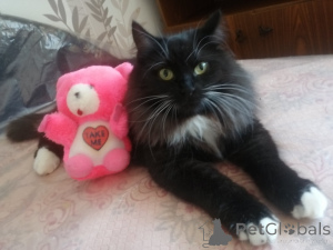 Photo №1.  - à vendre en ville de Minsk | Gratuit | Annonce № 165134