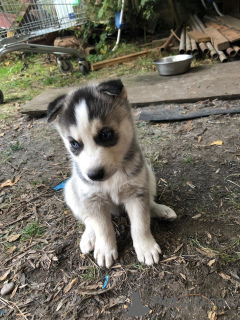 Photo №2 de l'annonce № 114669 de la vente husky de sibérie - acheter à Allemagne annonce privée, éleveur