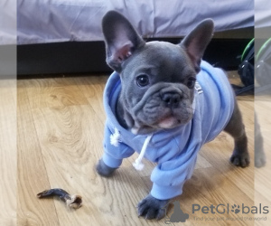 Photo №2 de l'annonce № 108817 de la vente bouledogue - acheter à La finlande 