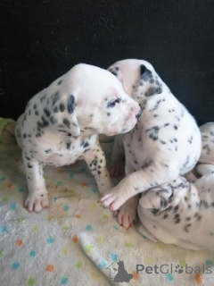 Photo №1.  - à vendre en ville de Voleur | négocié | Annonce №167004