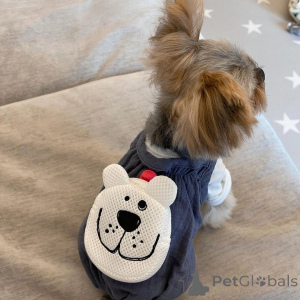 Photo №2 de l'annonce № 157329 de la vente yorkshire terrier - acheter à Italie annonce privée