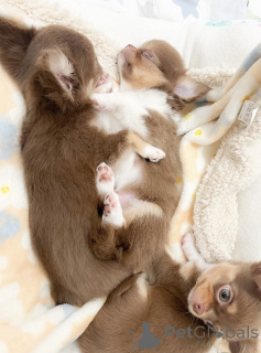 Photo №2 de l'annonce № 139186 de la vente chihuahua - acheter à Allemagne éleveur