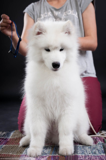 Photos supplémentaires: Samoyed. Montrer garçon