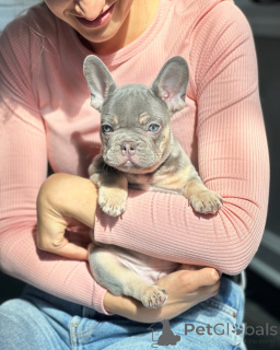 Photo №1. bouledogue - à vendre en ville de Munich | 600€ | Annonce №150649