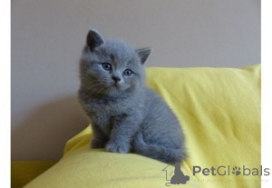 Photo №1. british shorthair - à vendre en ville de Baienfurt | 350€ | Annonce № 176674