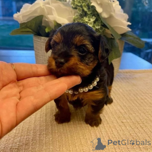 Photo №1. yorkshire terrier - à vendre en ville de Helsinki | 640€ | Annonce №163059