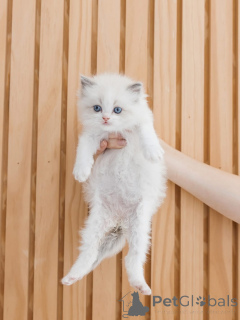 Photo №4. Je vais vendre ragdoll en ville de Alavus. éleveur - prix - négocié