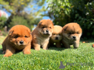 Photo №1. chow-chow - à vendre en ville de Bucarest | négocié | Annonce №160834