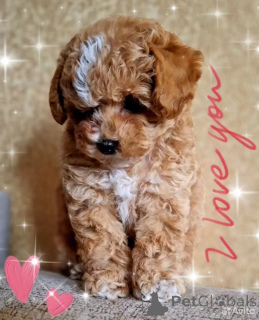 Photo №1. maltipu - à vendre en ville de Manchester | 700€ | Annonce №162528