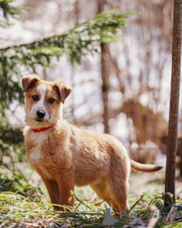 Photo №2 de l'annonce № 167146 de la vente chien bâtard - acheter à Fédération de Russie annonce privée