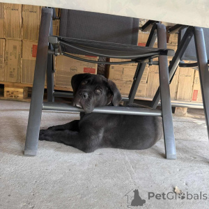 Photo №4. Je vais vendre cane corso en ville de Danzig. éleveur - prix - négocié
