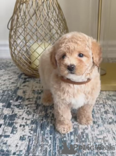 Photo №1. maltipu - à vendre en ville de Hambourg | 300€ | Annonce №154786