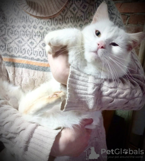 Photo №3. Le chat blanc comme neige Février cherche un foyer !. Fédération de Russie