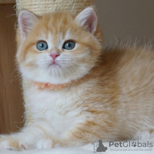 Photo №1. british shorthair - à vendre en ville de Bamberg | Gratuit | Annonce № 116130