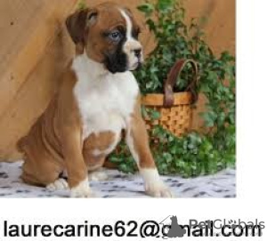 Photo №1. boxer - à vendre en ville de Kassel | 350€ | Annonce №103857