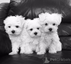 Photo №1. bichon maltais - à vendre en ville de New York | Gratuit | Annonce №22343