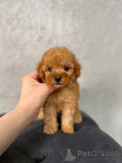 Photo №1. caniche royale - à vendre en ville de Berlin | 500€ | Annonce №137176