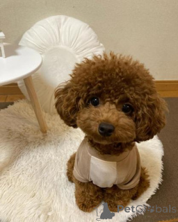 Photo №1. caniche (jouet) - à vendre en ville de Ekabpils | négocié | Annonce №160004