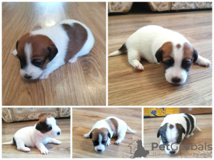 Photo №3. Chiots Jack Russell Terrier. Fédération de Russie