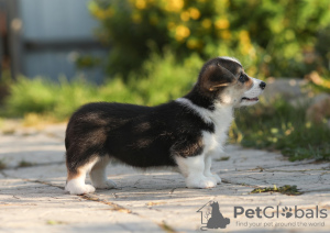 Photos supplémentaires: Chiots Welsh Corgi Pembroke