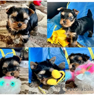 Photo №2 de l'annonce № 137680 de la vente yorkshire terrier - acheter à Allemagne éleveur