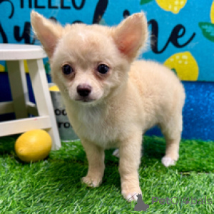 Photo №1. chihuahua - à vendre en ville de Berlin | 650€ | Annonce №172240