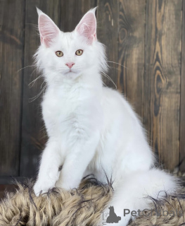 Photo №2 de l'annonce № 163468 de la vente maine coon - acheter à Allemagne éleveur