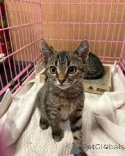 Photo №2 de l'annonce № 172750 de la vente american shorthair - acheter à Pologne annonce privée, éleveur
