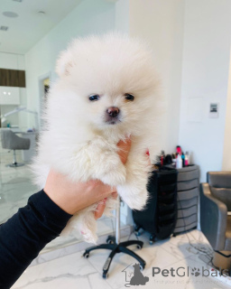 Photo №2 de l'annonce № 166675 de la vente porcelaine - acheter à Allemagne annonce privée