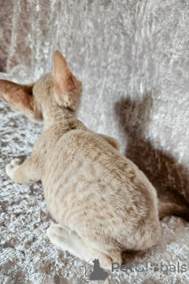 Photo №2 de l'annonce № 173243 de la vente cornish rex - acheter à Monténégro annonce privée, éleveur