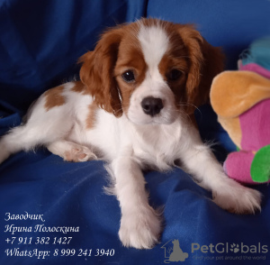 Photo №1. cavalier king charles spaniel - à vendre en ville de Saint-Pétersbourg | négocié | Annonce №11578