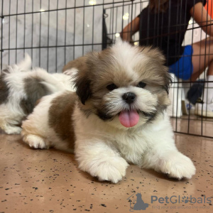 Photo №2 de l'annonce № 93495 de la vente shih tzu - acheter à USA 