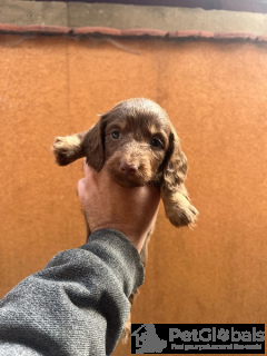 Photo №4. Je vais vendre teckel en ville de Нови Сад.  - prix - 1200€