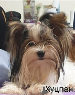 Photo №3. Chiots Yorkie Biewer. Israël