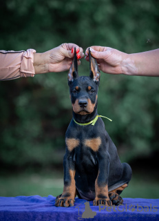 Photo №1. dobermann - à vendre en ville de Belgrade | négocié | Annonce №119678